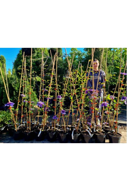 Ломиніс / Клематіс Мульті Блю - 3л/вис.100-140см/10-30см